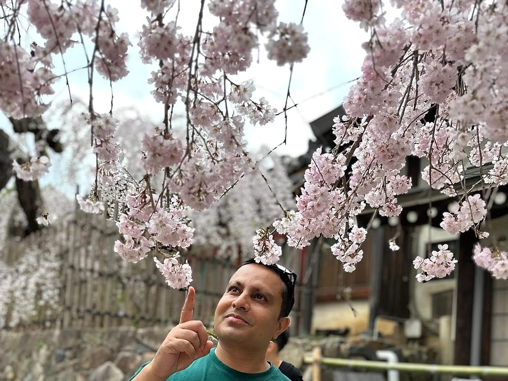 Cherry blossom in full bloom, Japan