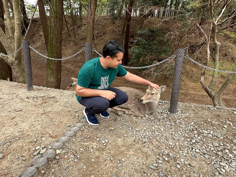 Free-roaming deer in Nara, Japan